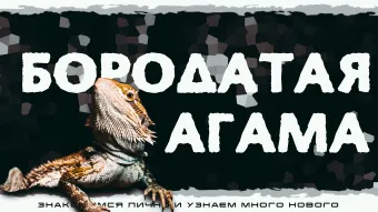"Бородатые агамы" Интерактивное знакомство с Экзотическими животными poster