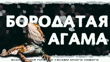 "Бородатые агамы" Интерактивное знакомство с Экзотическими животными