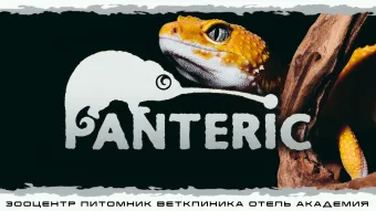 "Гекконы" Интерактивное знакомство с Экзотическими животными poster
