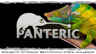 Хамелеоны. Знакомство с рептилией. poster