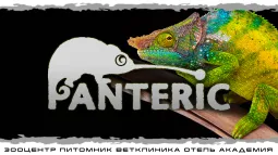 Хамелеоны. Знакомство с рептилией.