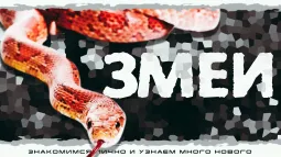 Змеи. Знакомство с рептилией
