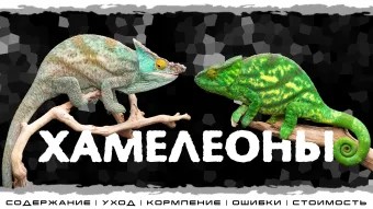 "Хамелеоны" Интерактивное знакомство с Экзотическими животными poster