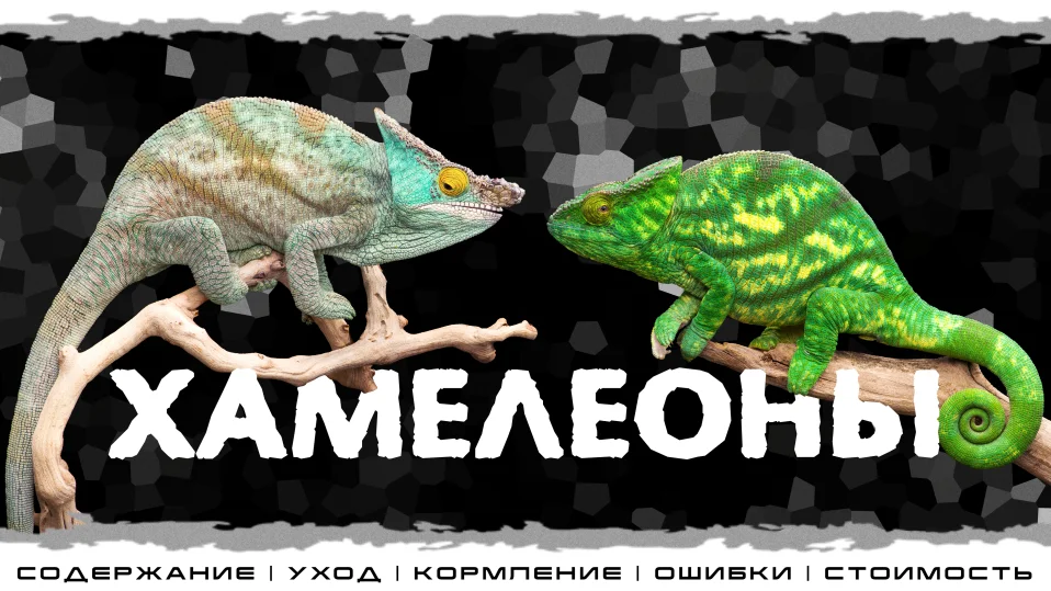 "Chameleons" Interactive Introduction to Exotic Animals