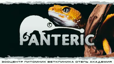Гекконы. Эублефар и Бананоед. Знакомство с рептилией. poster